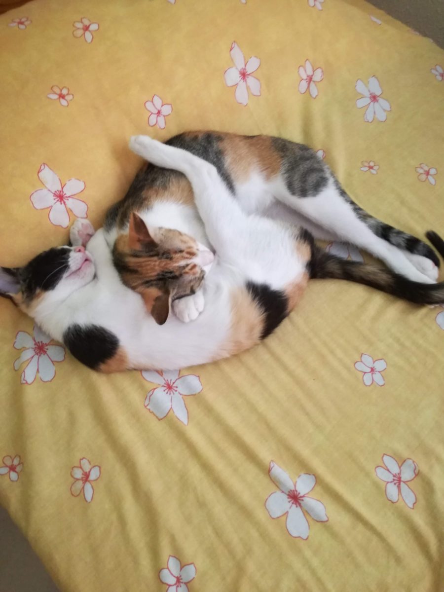 Gatitas hermanas perdidas