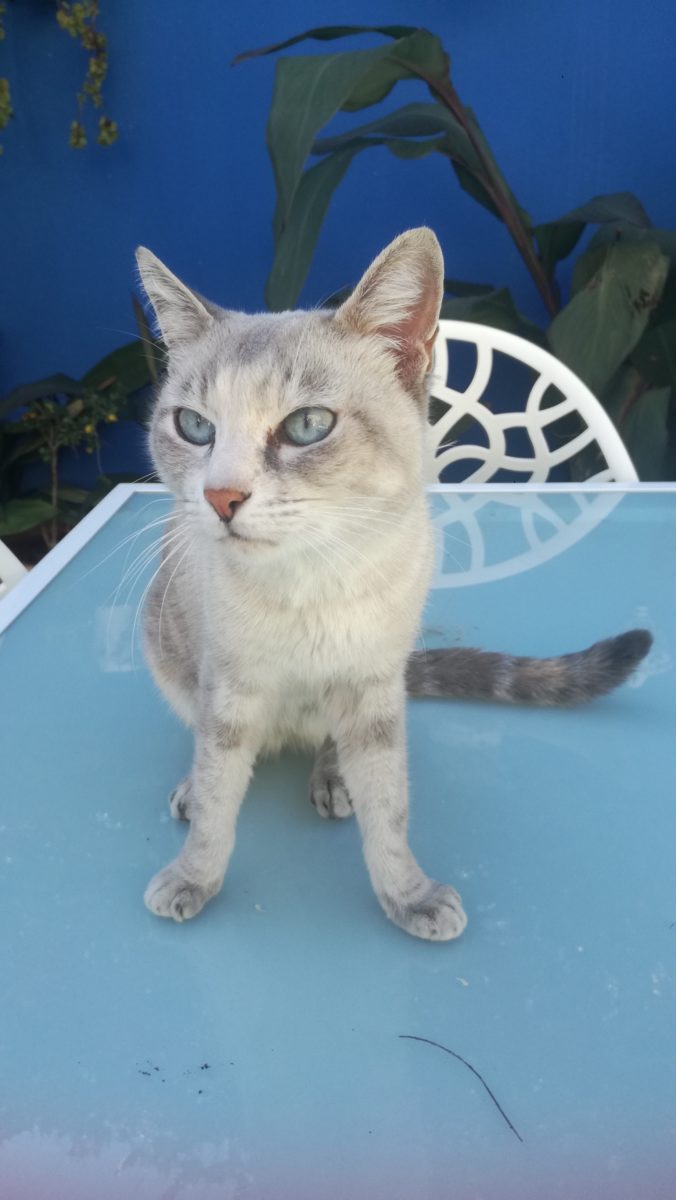 Gata encontrada
