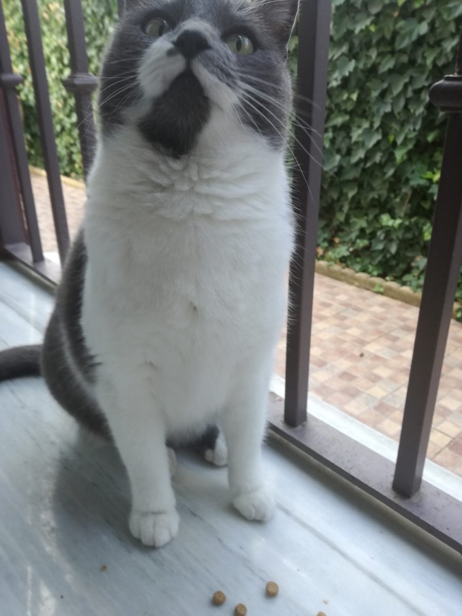 Gato gris y blanco encontrado