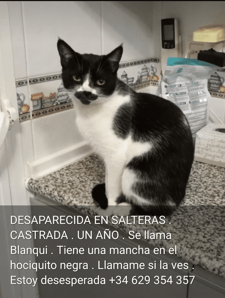 GATITA PERDIDA