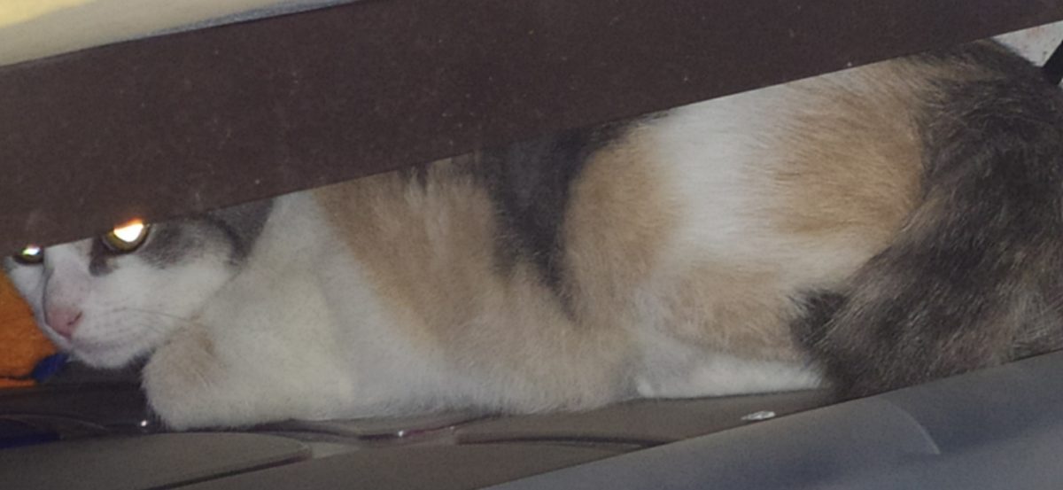 Gata tricolor