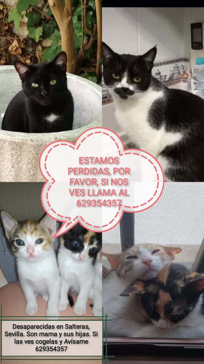 Gatitas hermanas perdidas