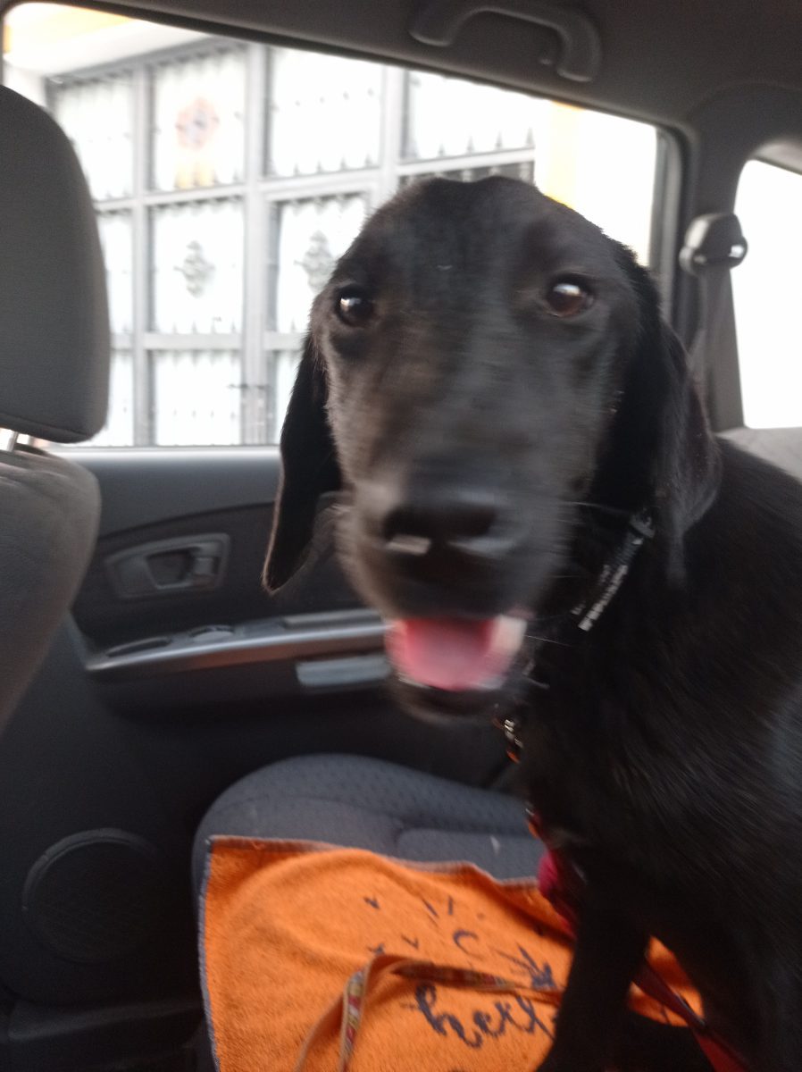 Perrita vagabunda