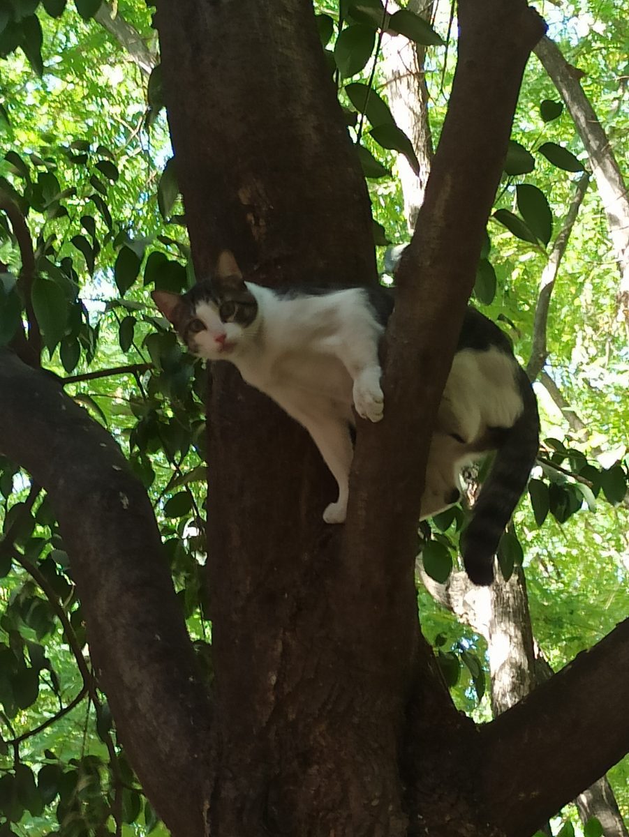 Gato blanco y negro encontrado