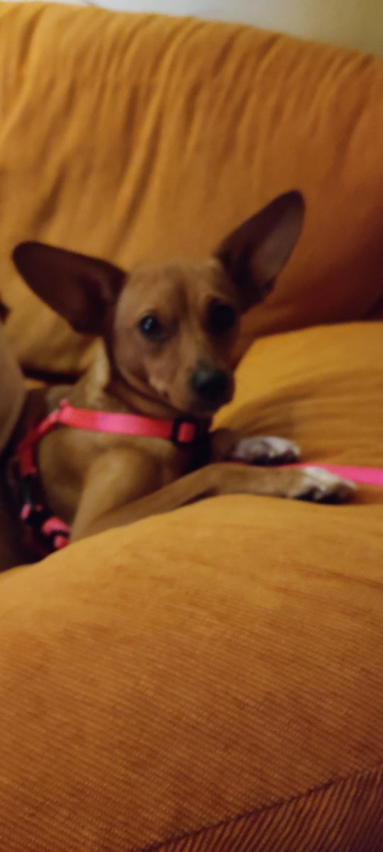 Perrita perdida