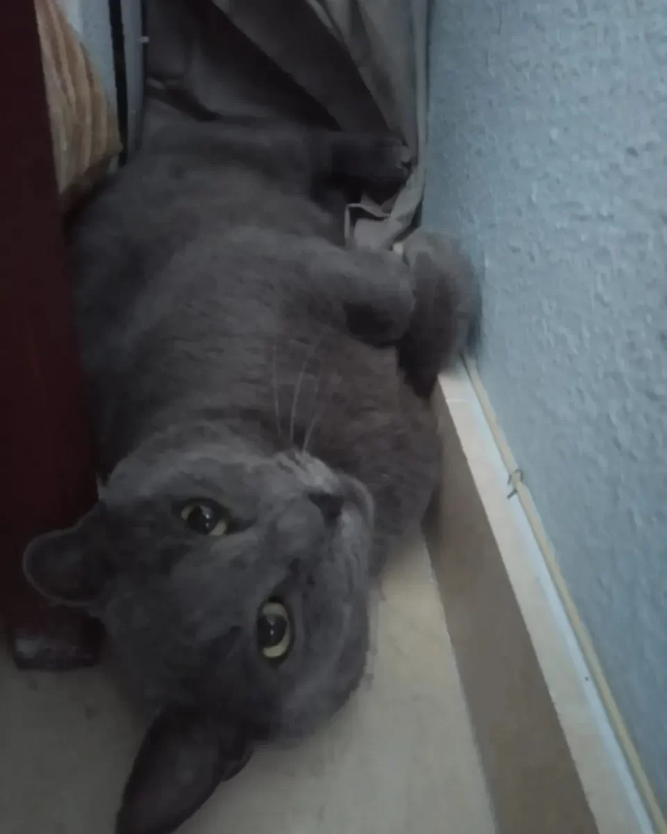 Gato azul ruso encontrado en Sevilla