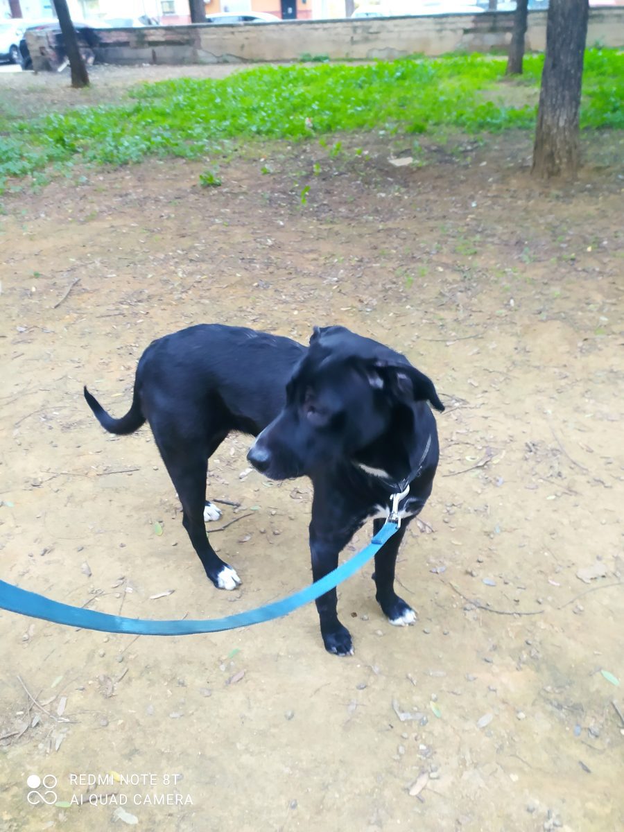 Perrita perdida o abandonada