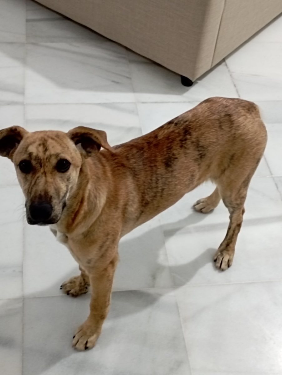 Perro en encontrado en Espartinas