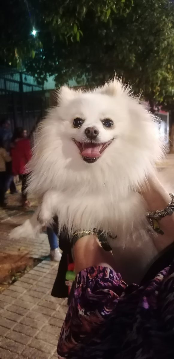 Pomerania blanco