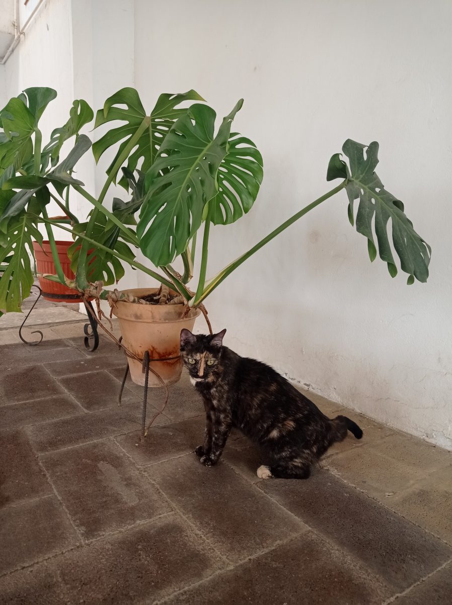 Gata carey en Mairena del Aljarafe