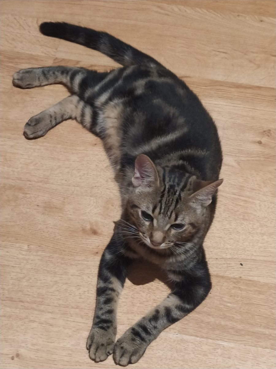 Gato encontrado zona Alcampo