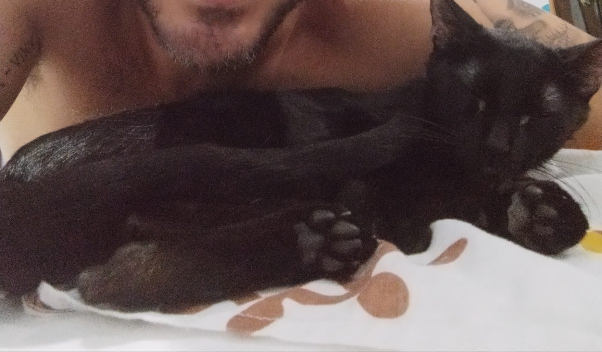 Gata banana perdida