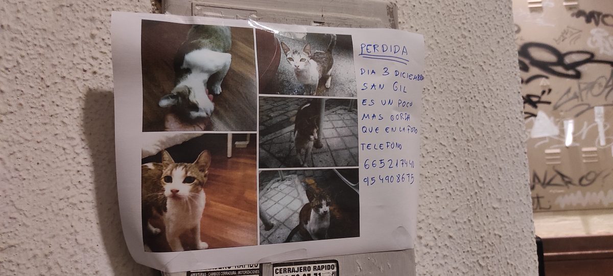 Gatita perdida