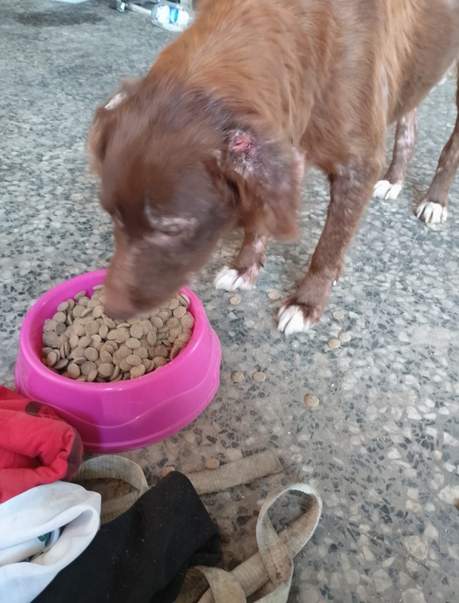 Perros perdidos