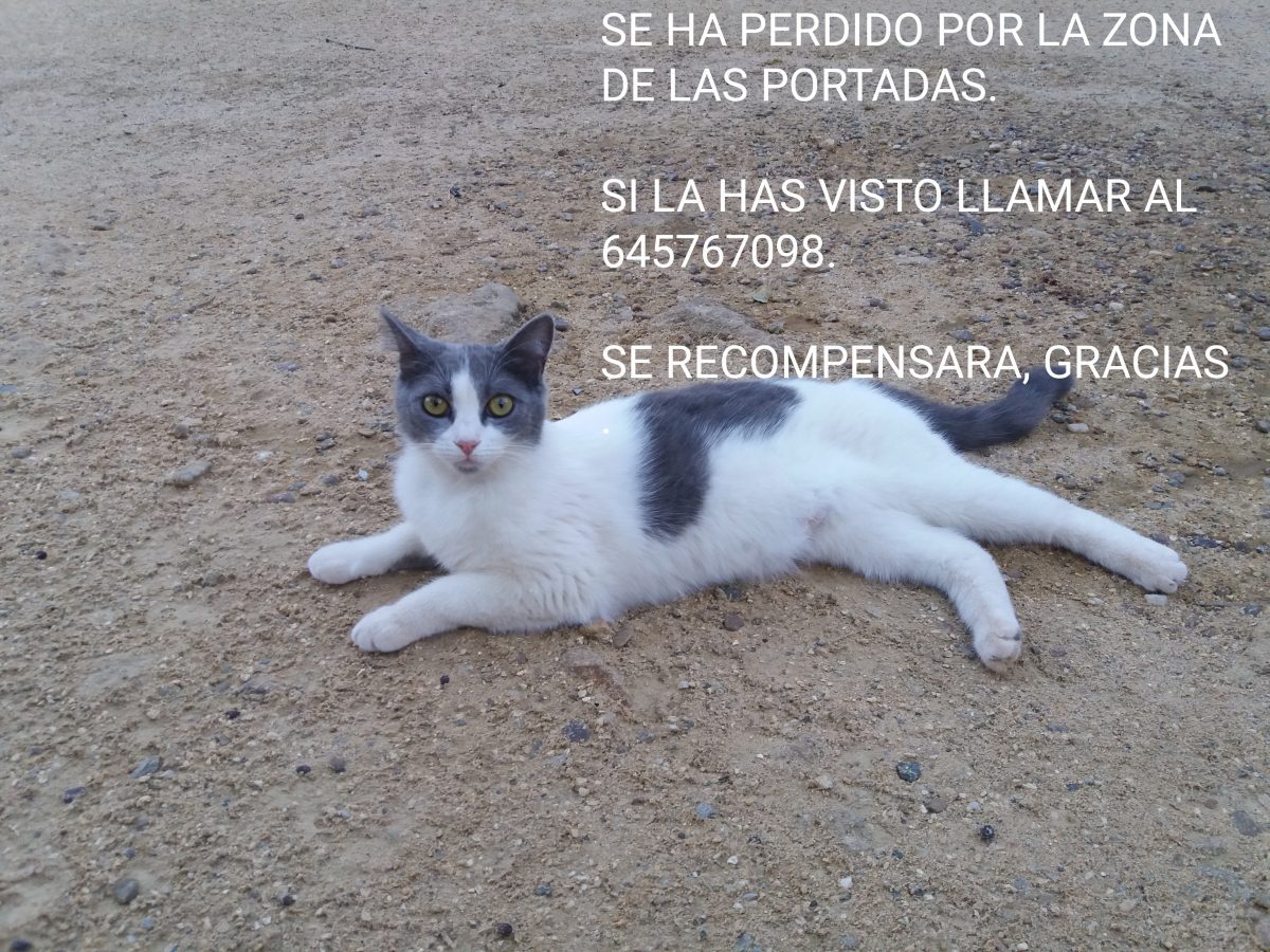 Gata perdida en zona Las Portadas, Dos hermanas