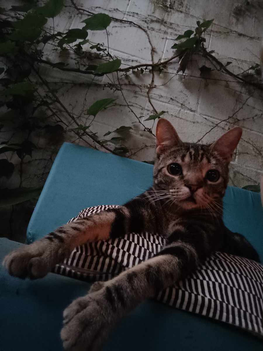 Gato perdido en Dos Hermanas