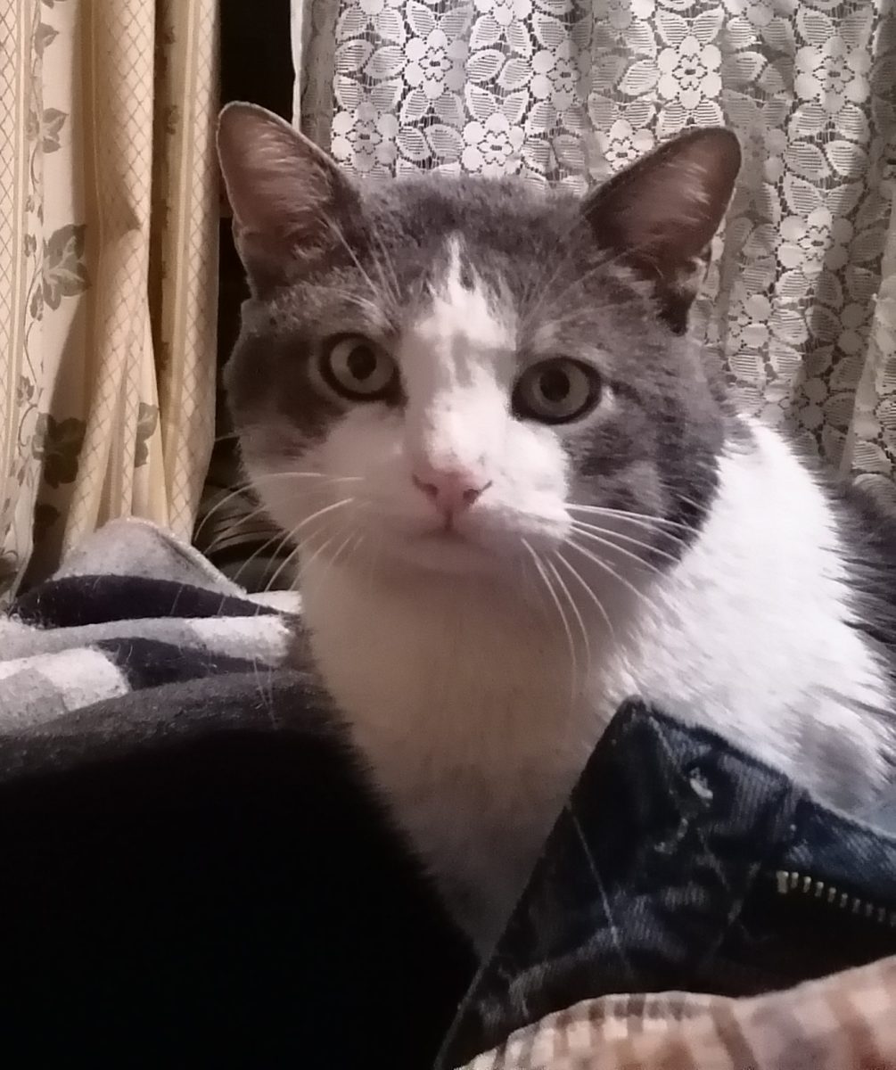 Gato perdido