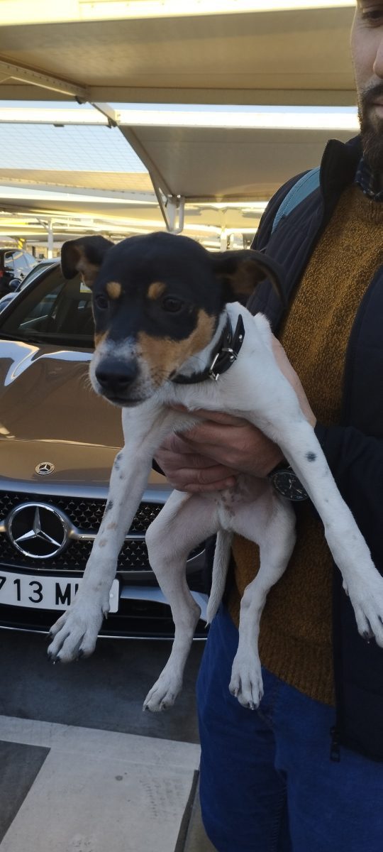 Perro encontrado Dos Hermanas