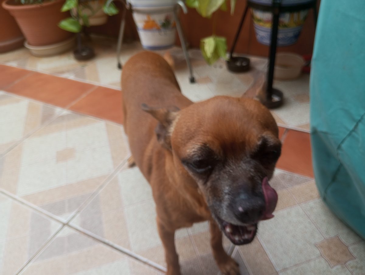Chihuahua encontrado sin chip, claramente tiene dueño
