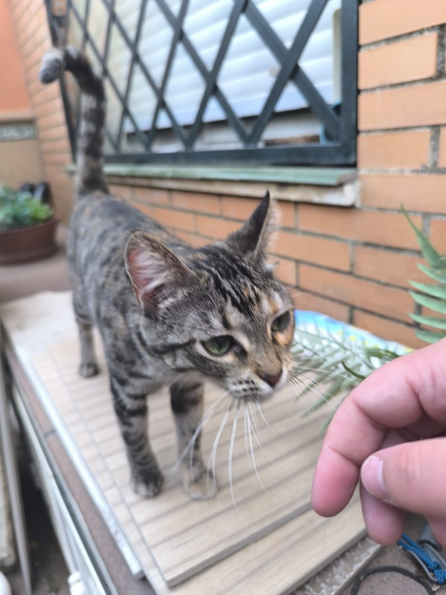 Gata pequeña y mansita
