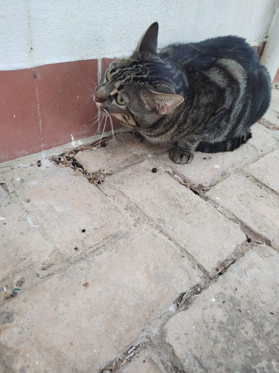 Gato gris y negro encontrado en Mairena del Aljarafe