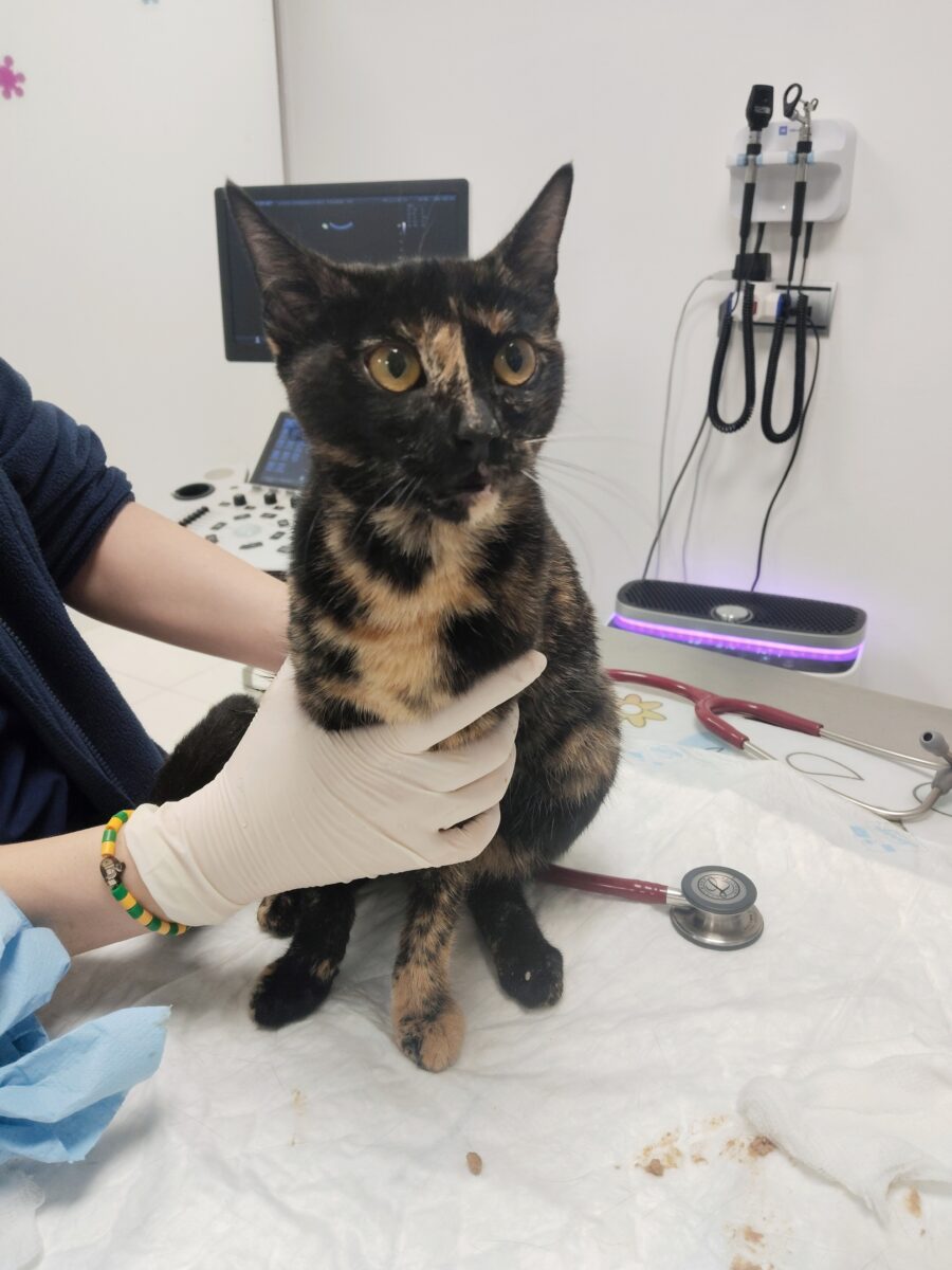 URGENTE GATITA PERDIDA, ¡NECESITAMOS ACOGIDA O ADOPCIÓN URGENTE!