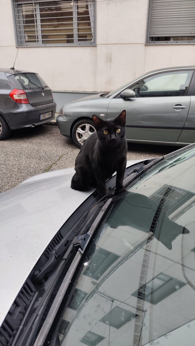 Gato negro triana