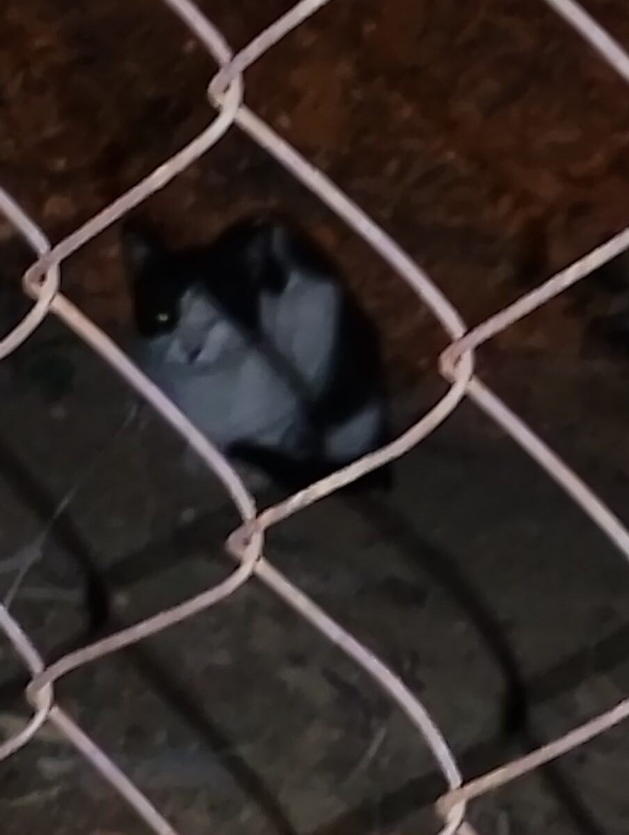 Dos Hermanas gato encontrado