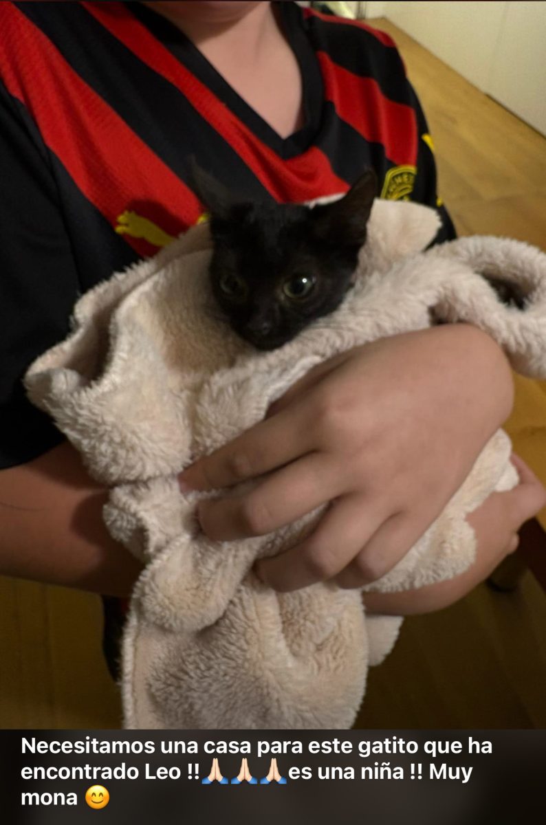 Gatita bebé