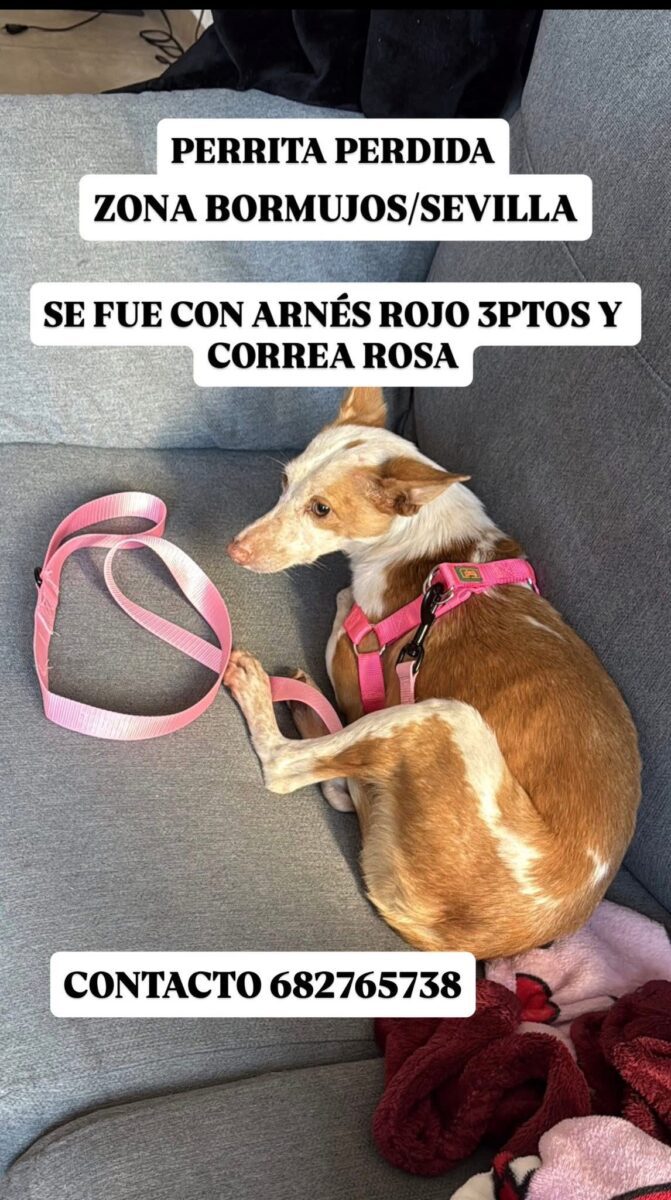 PERRA PERDIDA – ALMA