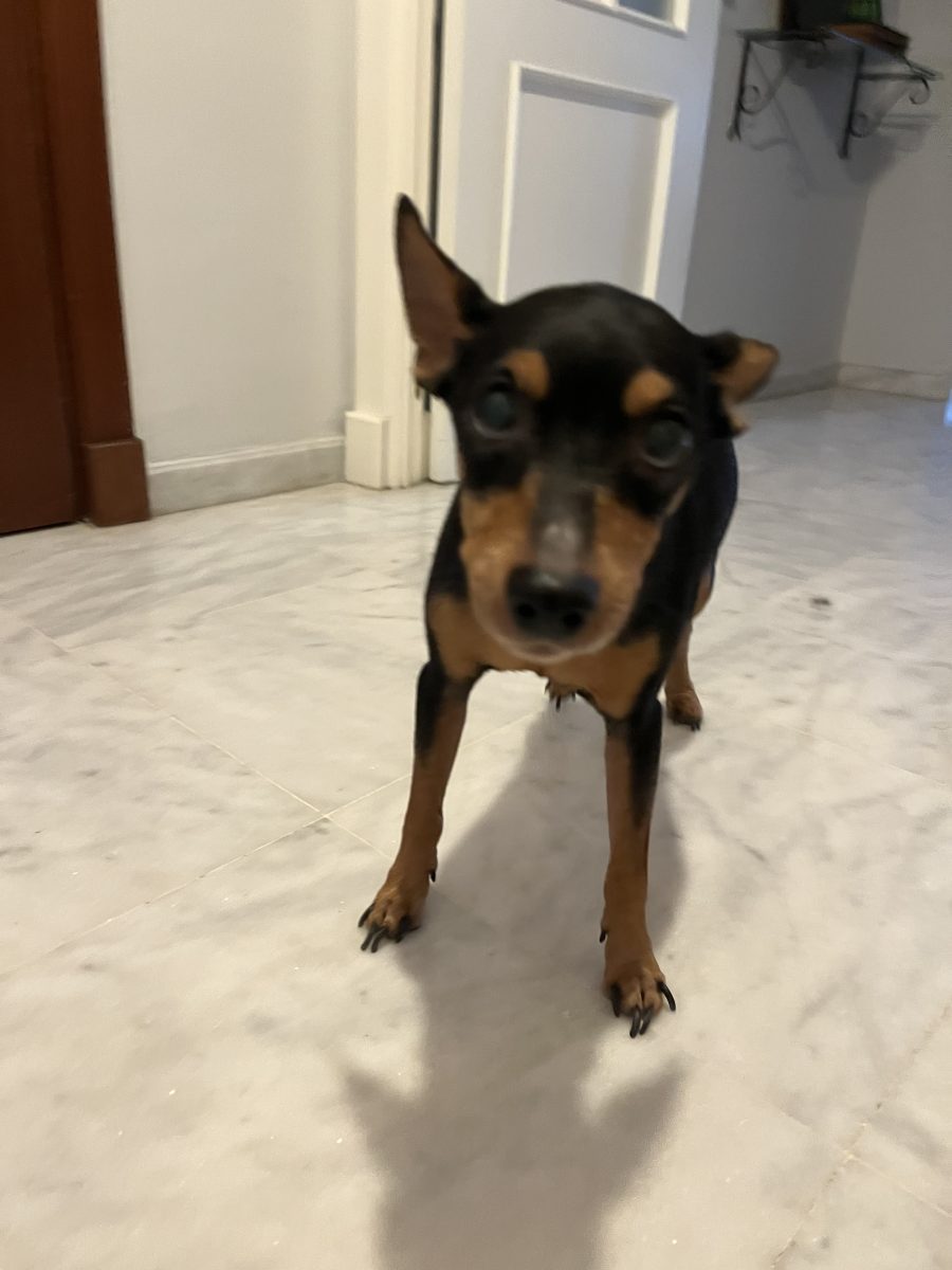 Perro encontrado
