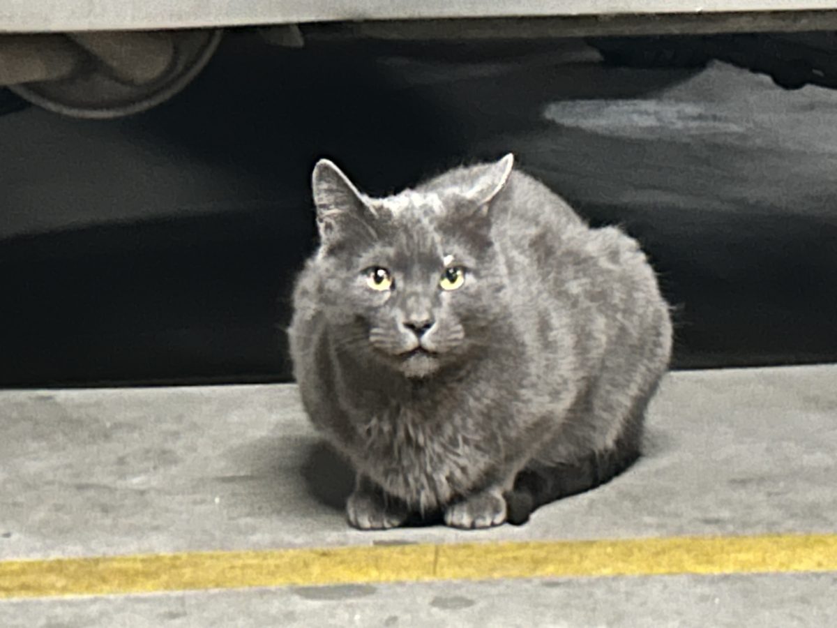 Encontrado gato en Triana
