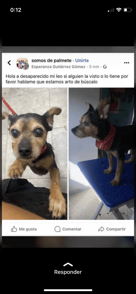 Perro perdido zona palmete-padre pio