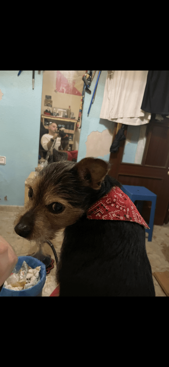 Perro perdido zona palmete-padre pio