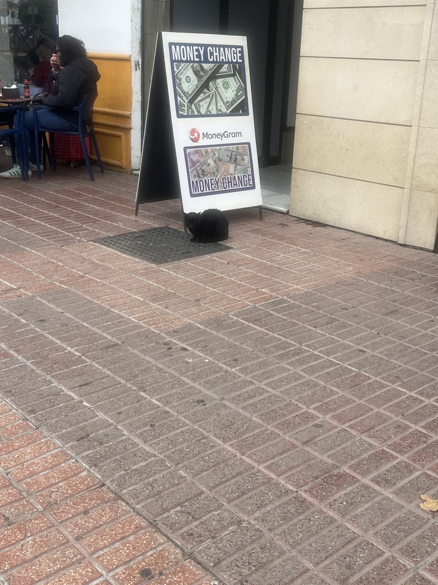 Gato en Puerta Jerez
