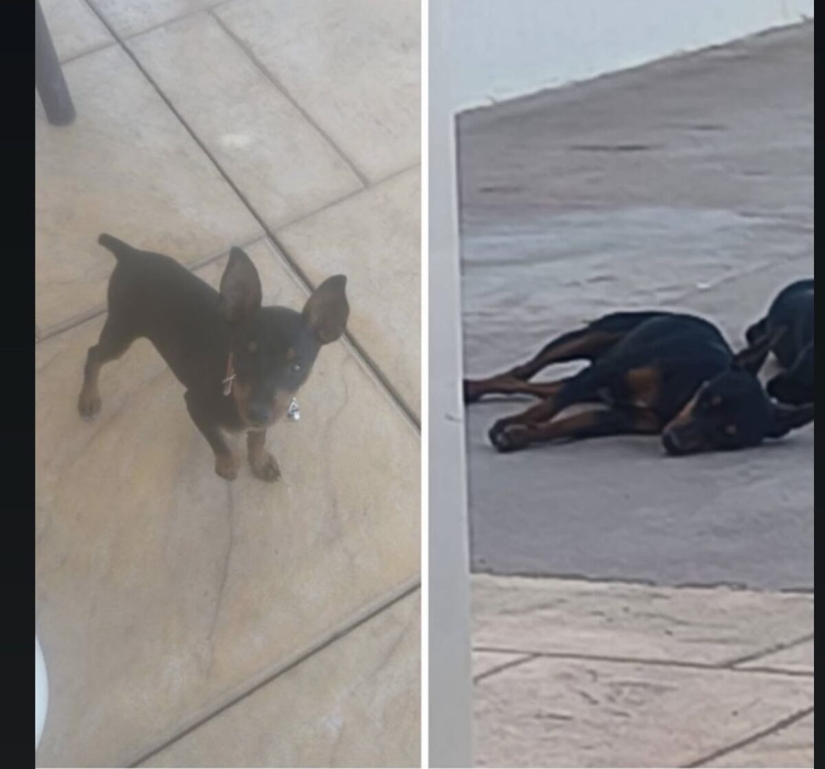 Perro perdido