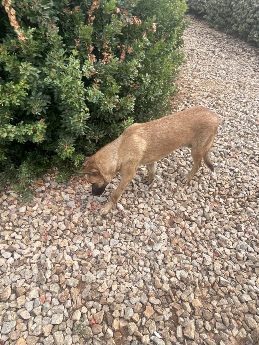 Perro pedido
