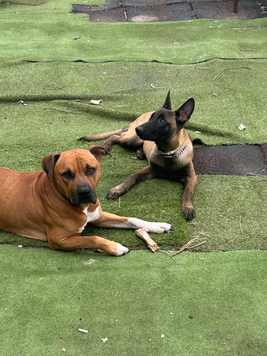 Urgente pérdida de dos perros