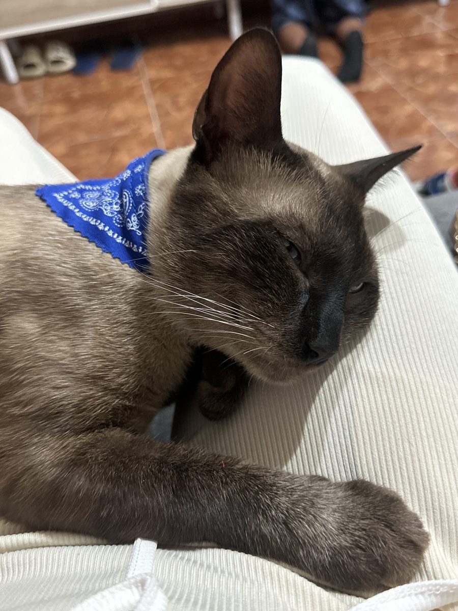 Gato perdido