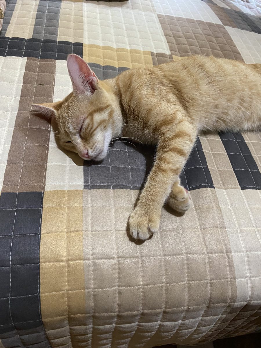 Encontrado gato en Gines