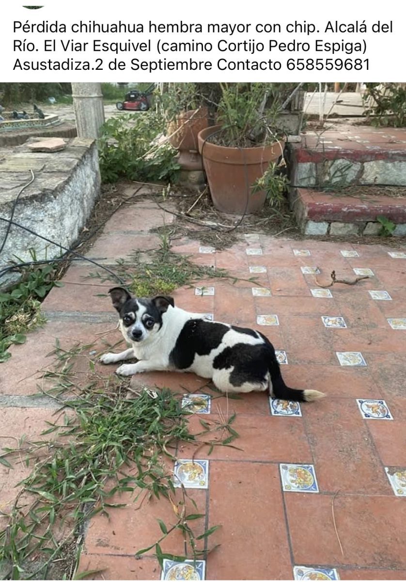 Perra chihuhua perdida
