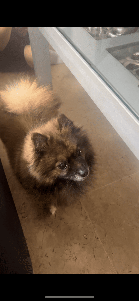 Pomerania tricolor