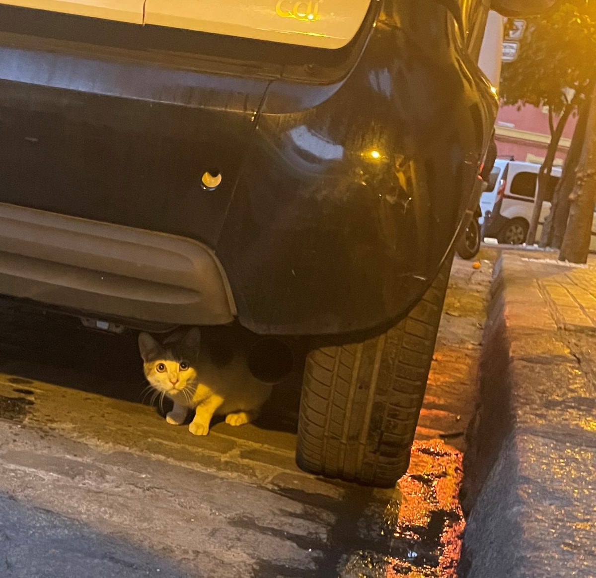 Gatito/a abandonada o perdida