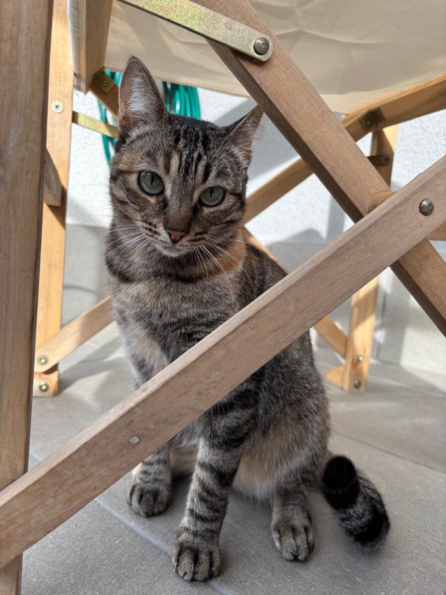 GATA PERDIDA EN SEVILLA ESTE