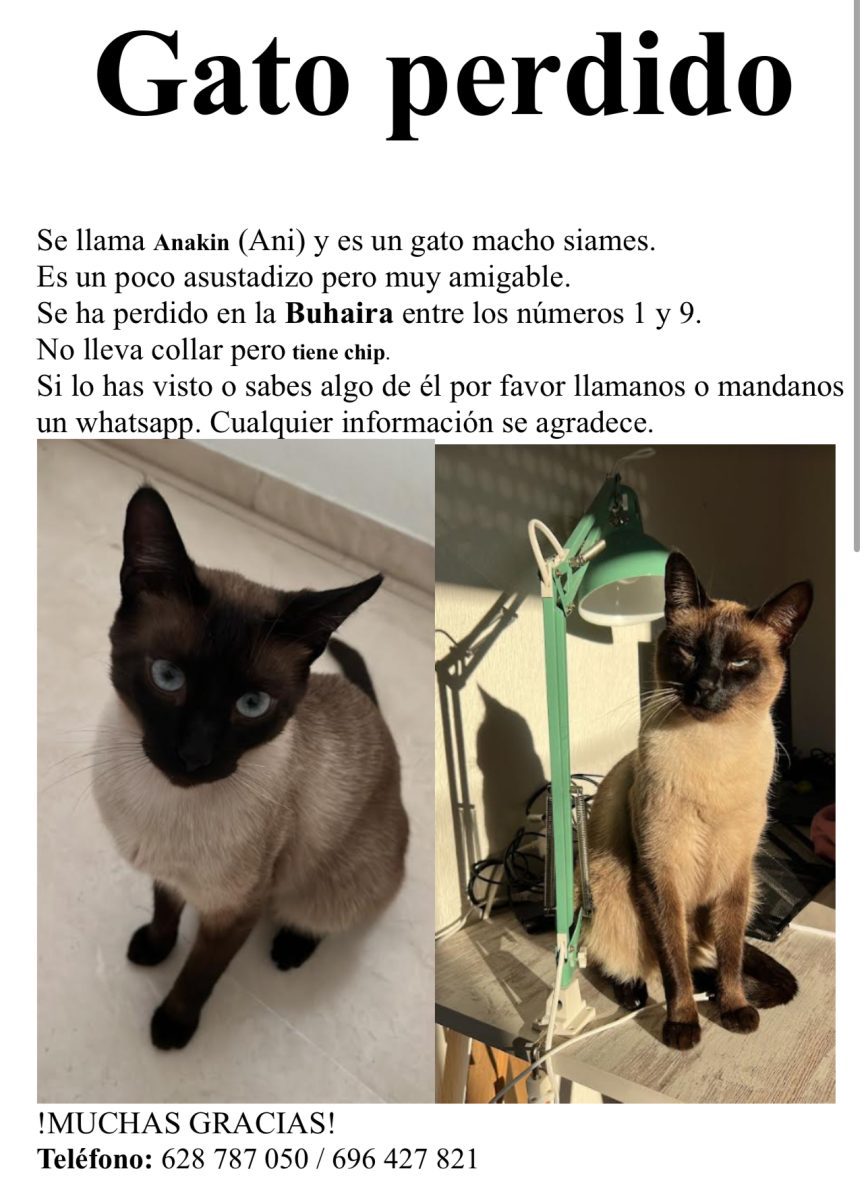 GATO PERDIDO