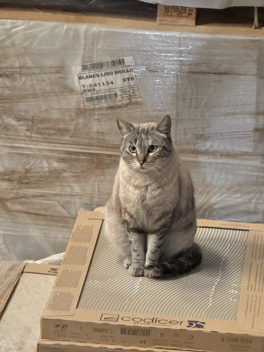 Gata perdida bormujos