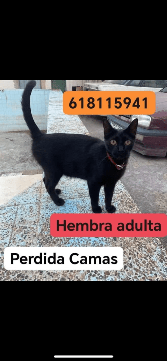 Gata negra esterilizada 8 años