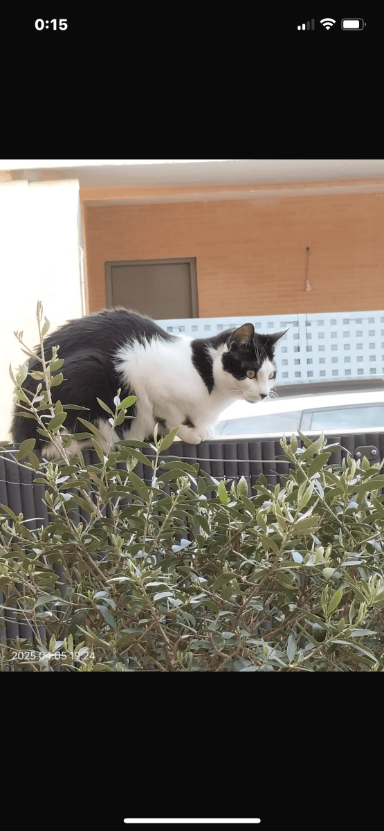 Gatita encontrada