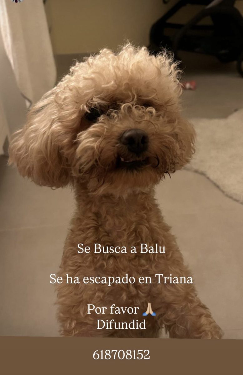 Caniche perdido en Triana Sevilla