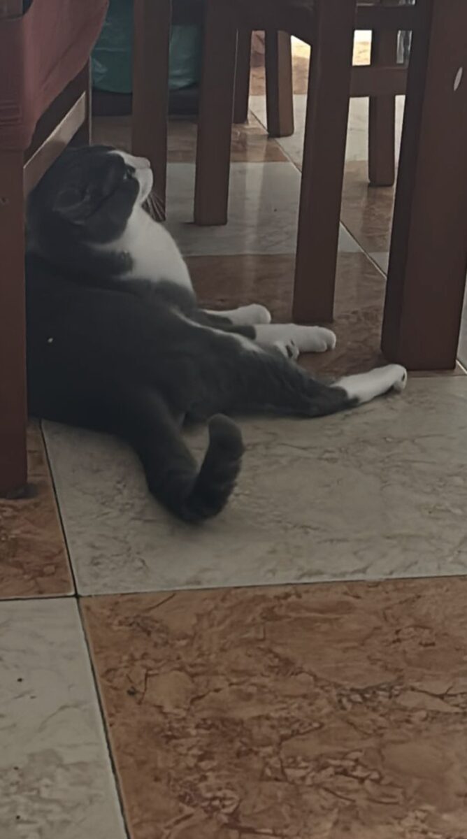 Gato encontrado Tiro De Linea